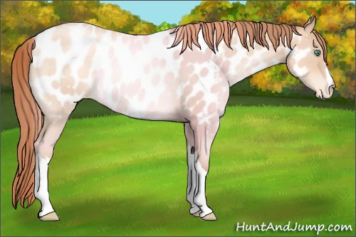Horse Color:Classic Champagne Pearl Appaloosa 
