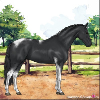 Horse Color:Black Tobiano 