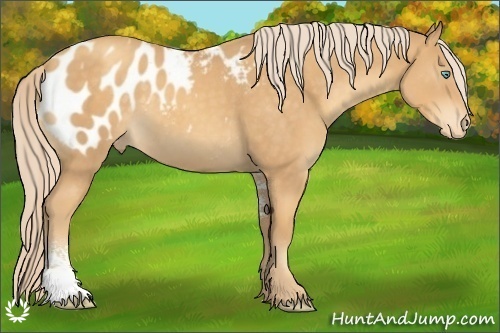 Horse Color:Gold Cream Champagne Sabino Blanket