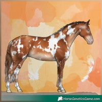 Horse Color:Gray White Spotted Gold Champagne