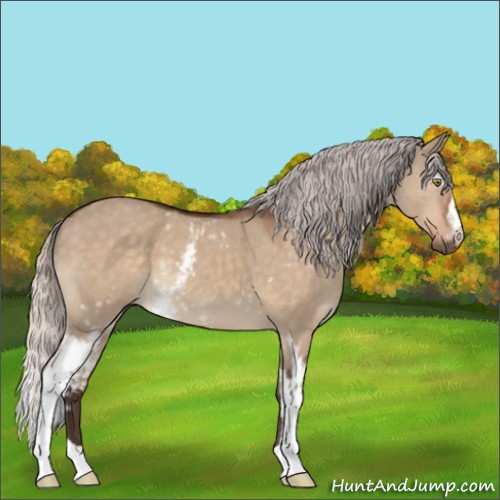 Horse Color:White Spotted Silver Bay Dun 
