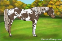Horse Color:White Spotted Chocolate Palomino 