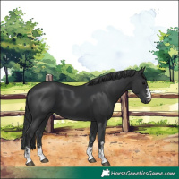 Horse Color:Black  and Black 