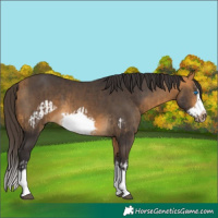 Horse Color:Buckskin Splash Frame and Buckskin Splash Frame