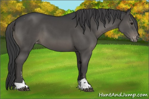 Horse Color:Black Sabino Appaloosa