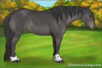 Horse Color:Black Sabino Appaloosa 