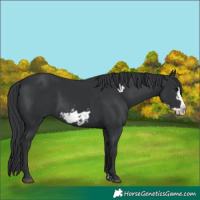 Horse Color:Black Splash Frame  and Black Frame 
