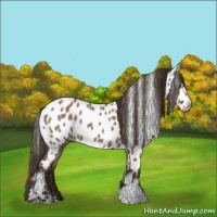 Horse Color:Liver Red Dun Appaloosa 