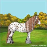Horse Color:Liver Red Dun Appaloosa 
