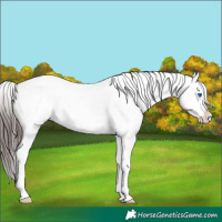 Horse Color:White Spotted Liver Chestnut Sabino Frame Appaloosa 