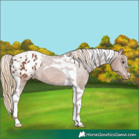 Horse Color:Chestnut Tobiano Appaloosa 