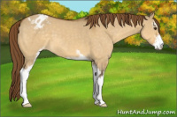 Horse Color:Buckskin Dun Sabino Appaloosa 