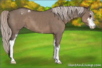 Horse Color:Silver Grullo Sabino Appaloosa 