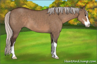 Horse Color:Silver Brown Dun Sabino 