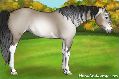 Horse Color:Gray Brown Dun Sabino 