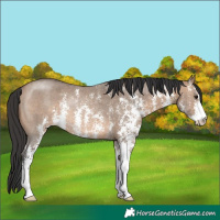 Horse Color:Brown Dun Sabino Rabicano