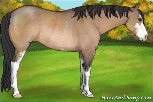 Horse Color:Brown Dun Sabino Rabicano 