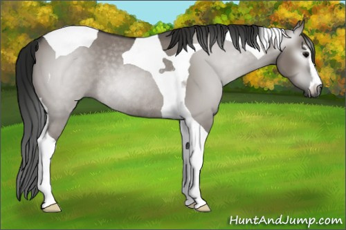 Horse Color:Gray Grullo Sabino Tobiano Rabicano