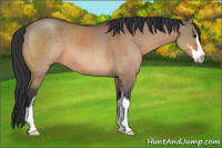 Horse Color:Brown Dun Sabino 