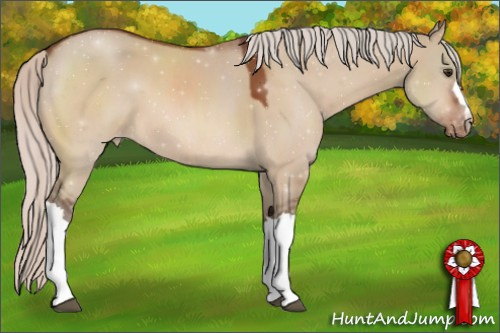 Horse Color:Silver Brown Dun Appaloosa 
