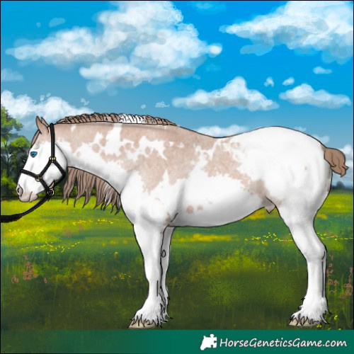 Horse Color:White Spotted Bay Roan Splash Appaloosa 