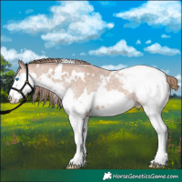 Horse Color:White Spotted Bay Roan Splash Appaloosa 