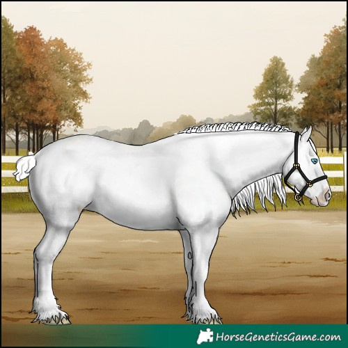 Horse Color:Gold Cream Champagne Pearl Appaloosa 
