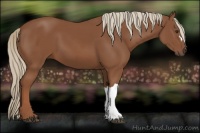 Horse Color:Chestnut 