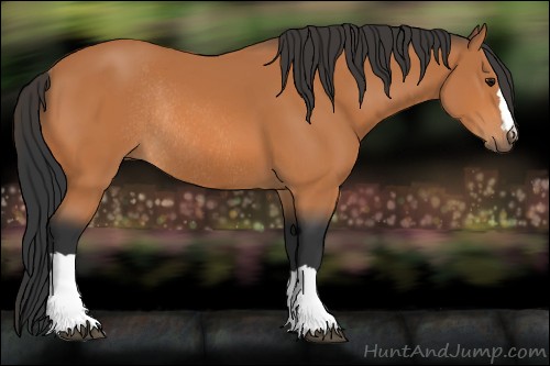 Horse Color:Bay Rabicano 