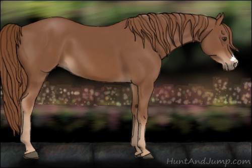 Horse Color:Chestnut 