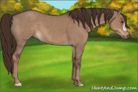 Horse Color:Liver Red Dun 