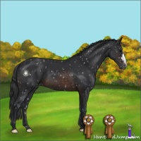 Horse Color:Brown Mushroom Appaloosa 