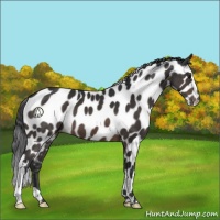 Horse Color:Brown Appaloosa 