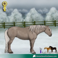 Horse Color:Silver Grullo 