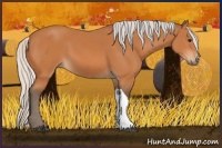 Horse Color:Silver Bay 