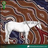 Horse Color:Gray Silver Brown Dun Splash Tobiano 