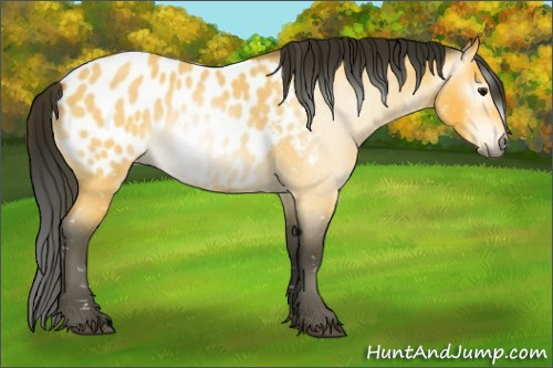 Horse Color:Gray Buckskin Roan Appaloosa 