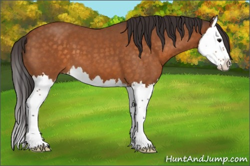 Horse Color:Buckskin Roan Splash 