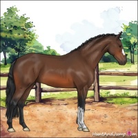 Horse Color:Bay 