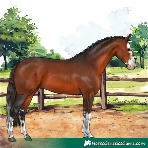 Horse Color:Bay Splash