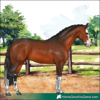 Horse Color:Bay Splash 