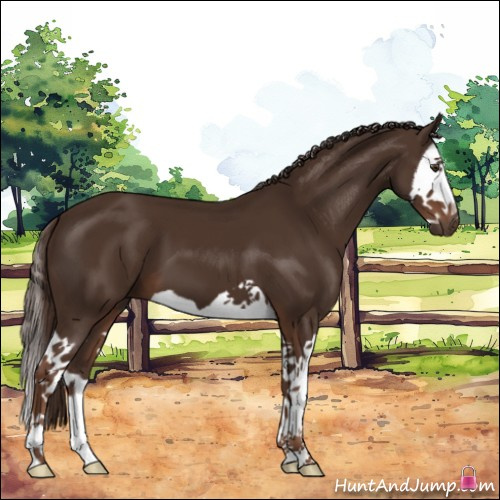 Horse Color:Liver Chestnut Splash 