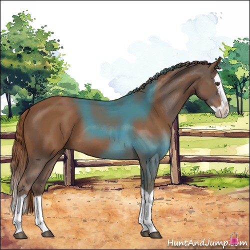 Horse Color:Chestnut Splash