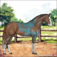 Horse Color:Chestnut Splash 