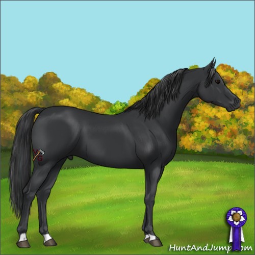 Horse Color:Black 