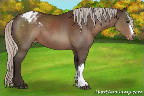 Horse Color:Silver Brown Appaloosa 