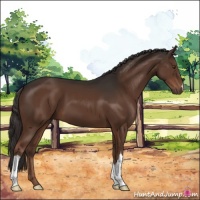 Horse Color:Liver Chestnut 