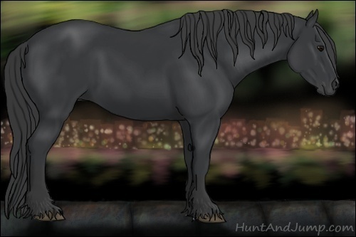 Horse Color:Black 