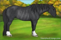 Horse Color:Platinum Black Rabicano 