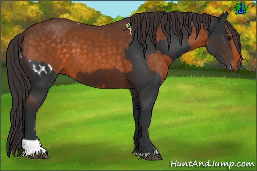 Horse Color:Brown Blanket and Buckskin Sabino